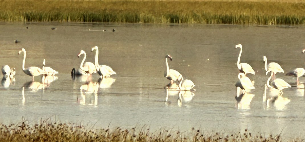 Çorum’da yaklaşık 40 flamingo gözlendi