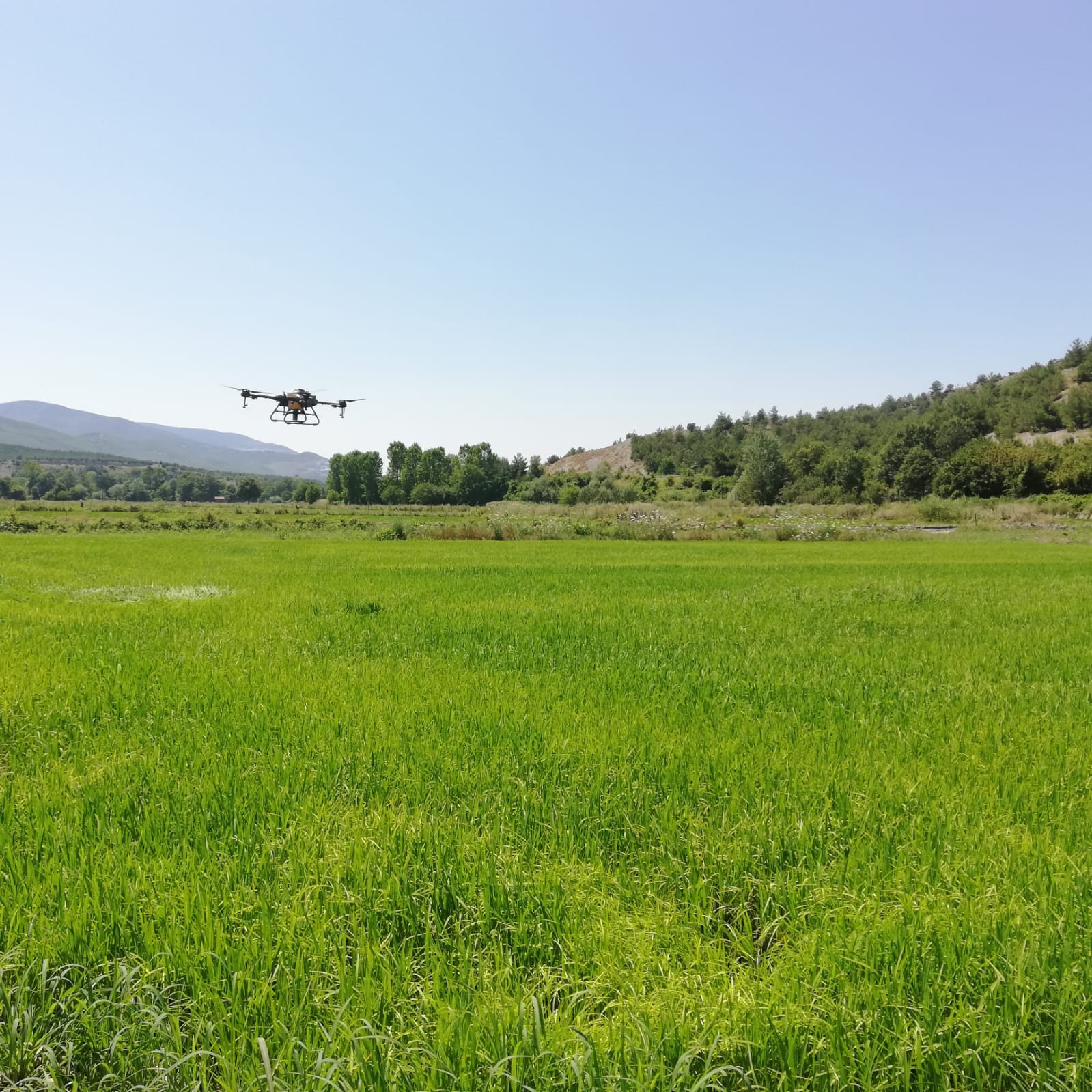 Hanönü’de İlçe Tarım ve Orman Müdürlüğünün ektiği çeltik tarlaları dronla ilaçlandı
