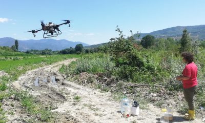 Hanönü’de İlçe Tarım ve Orman Müdürlüğünün ektiği çeltik tarlaları dronla ilaçlandı