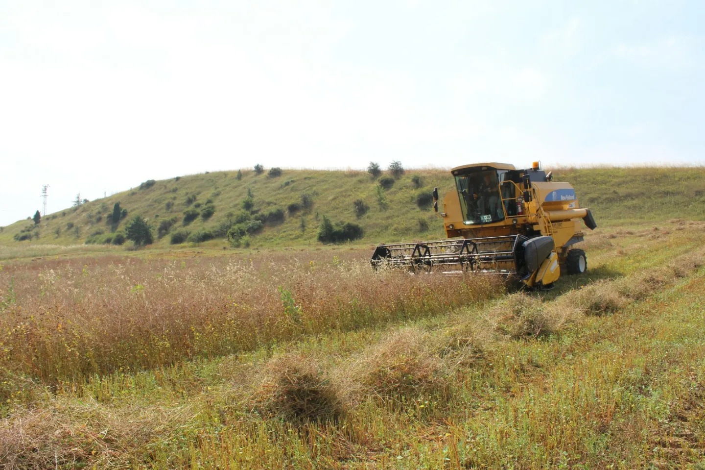 Karabük’te karabuğdayın hasadına başlandı
