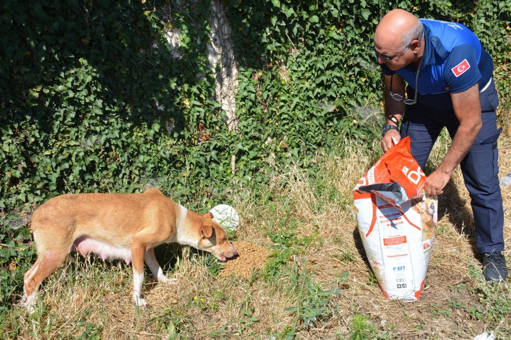 Zile Belediyesinden sahipsiz hayvanlara mama ve su yardımı