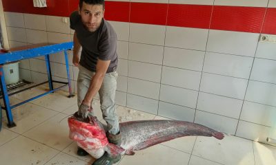 Almus Barajı Gölü’nde boyu 2 metreyi bulan yayın balığı yakalandı
