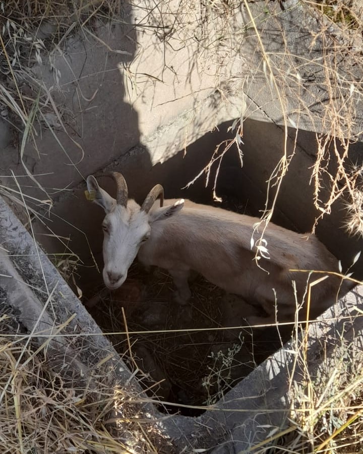 Amasya’da kuyuda mahsur kalan keçiyi itfaiye kurtardı