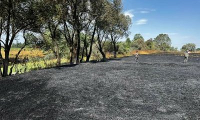 Bolu’da buğday tarlasında çıkan yangın söndürüldü