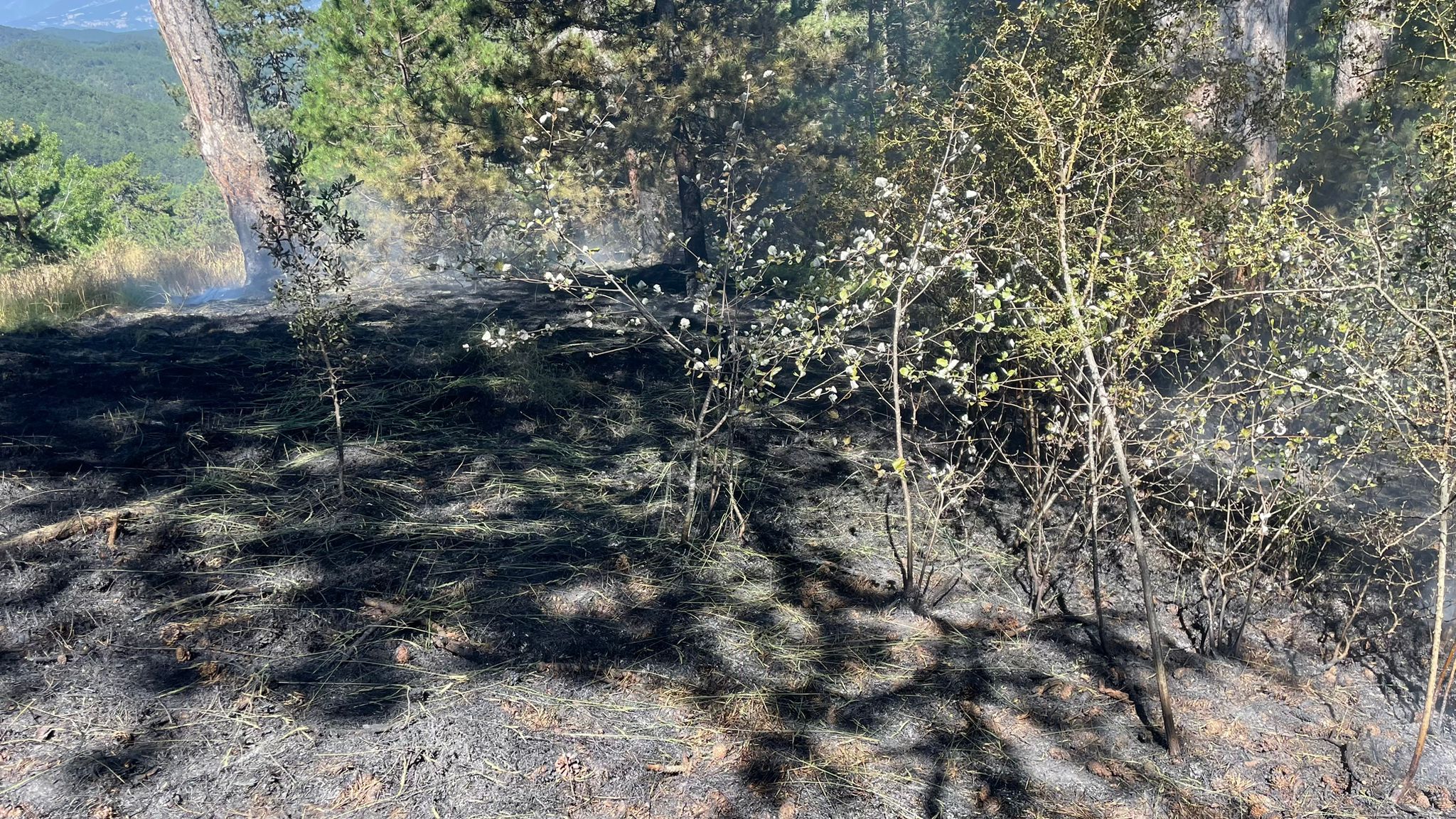 Bolu’da ormanlık alanda çıkan yangın söndürüldü