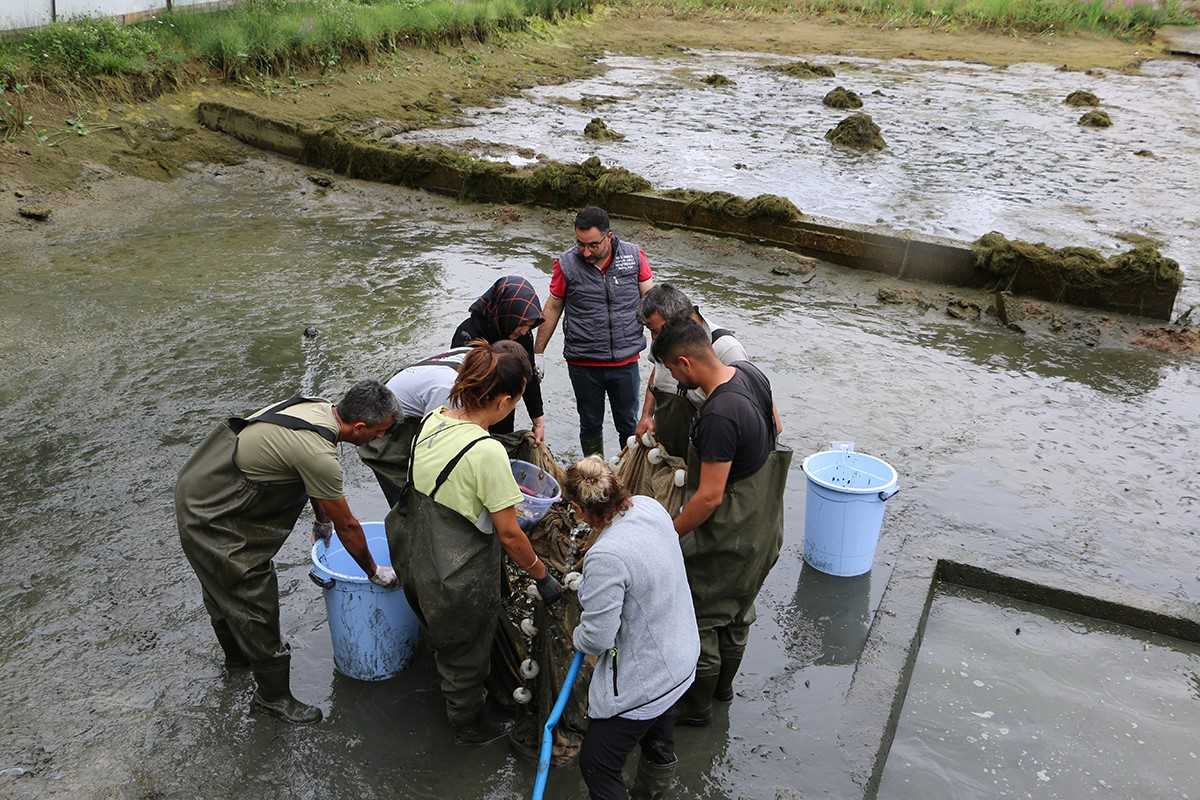 Bolu’da üretilen 1 milyon yavru sazan balığı Ankara’ya gönderildi