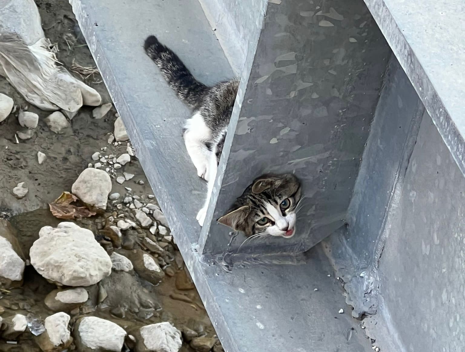 Çorum’da köprüye sıkışan kediyi itfaiye kurtardı