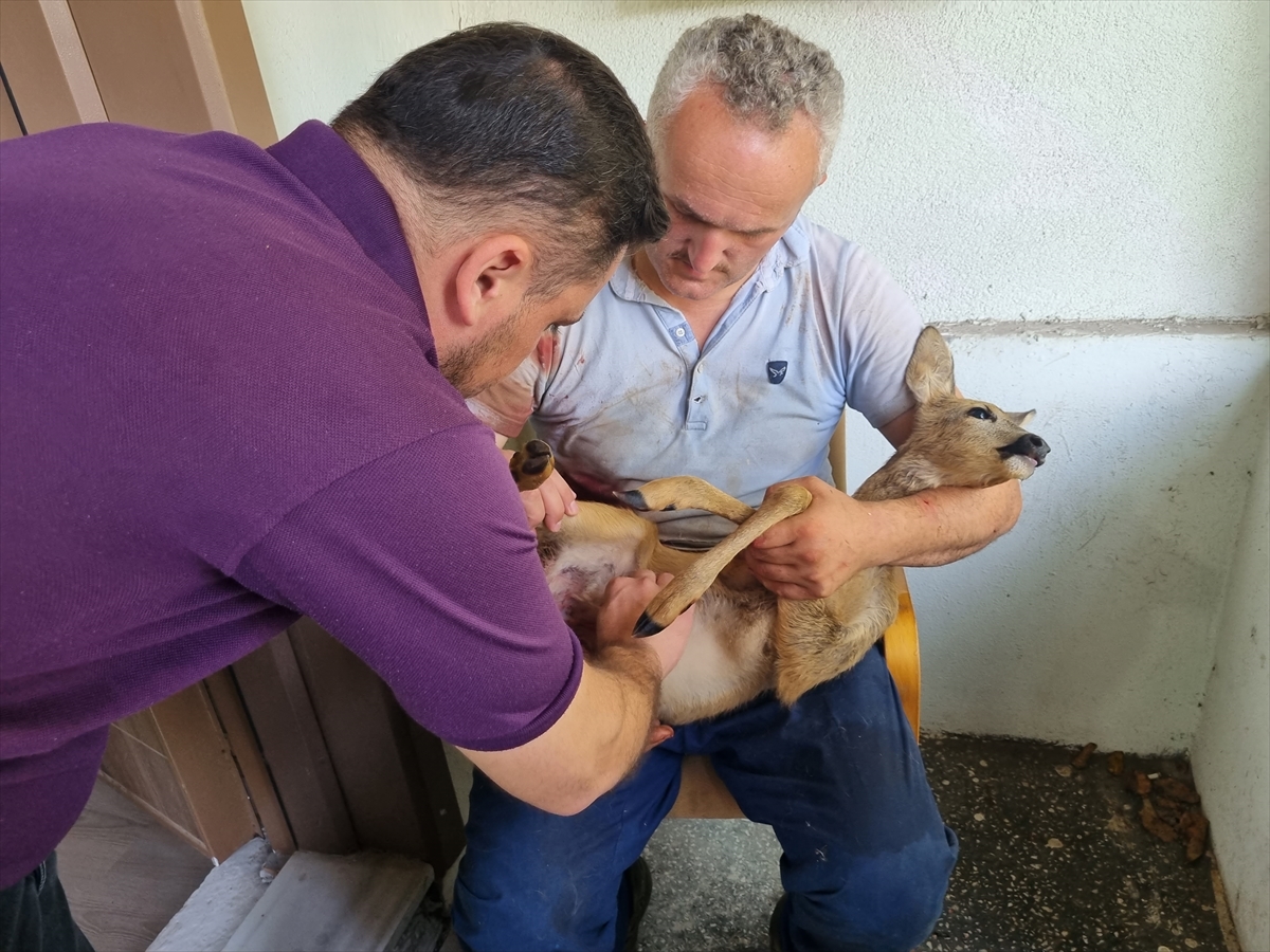 Düzce’de köpeklerin saldırısından kurtarılan karaca yavrusu tedavi altına alındı