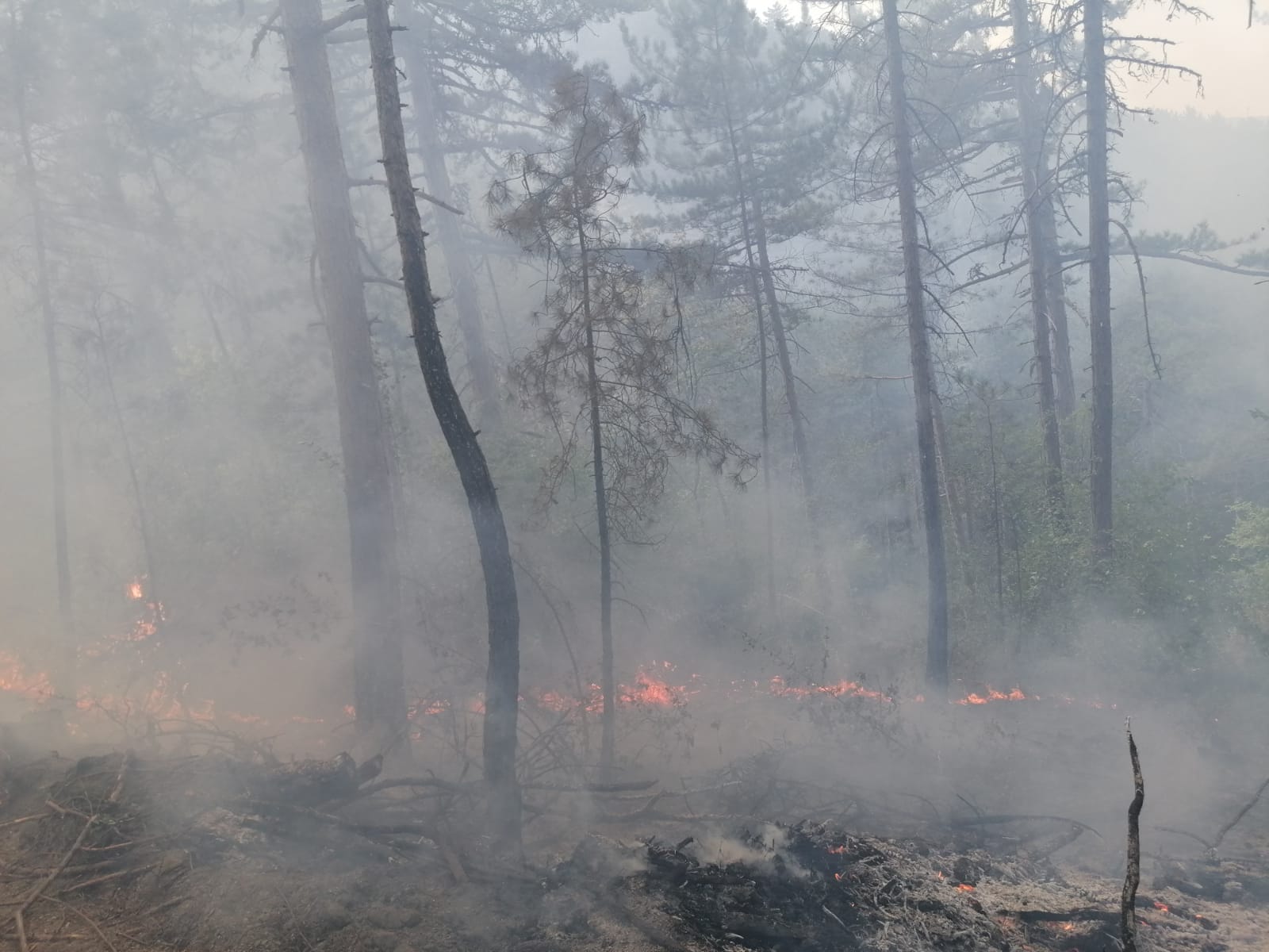 GÜNCELLEME – Bolu’da çıkan orman yangınına müdahale ediliyor