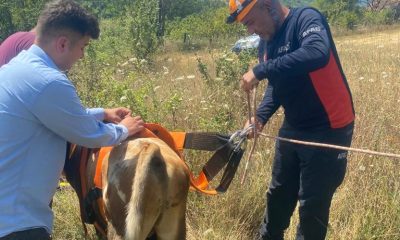 Karabük’te 4 gün kuyuda mahsur kalan büyükbaş hayvan kurtarıldı