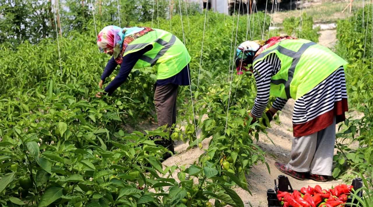 Safranbolu Belediyesi seralarında üretilen organik tarım ürünleri “halkın bakkalı”nda satılacak
