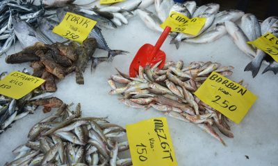 Akçakoca’da balıkçılar av sezonunun ilk gününde umduğunu bulamadı