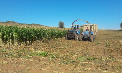 Almus ilçesinde mısır silajı hasadına başlandı