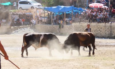 Artvin’de “Sarıgöl Vadisi Muhtarları Boğa Güreşleri Festivali” sona erdi