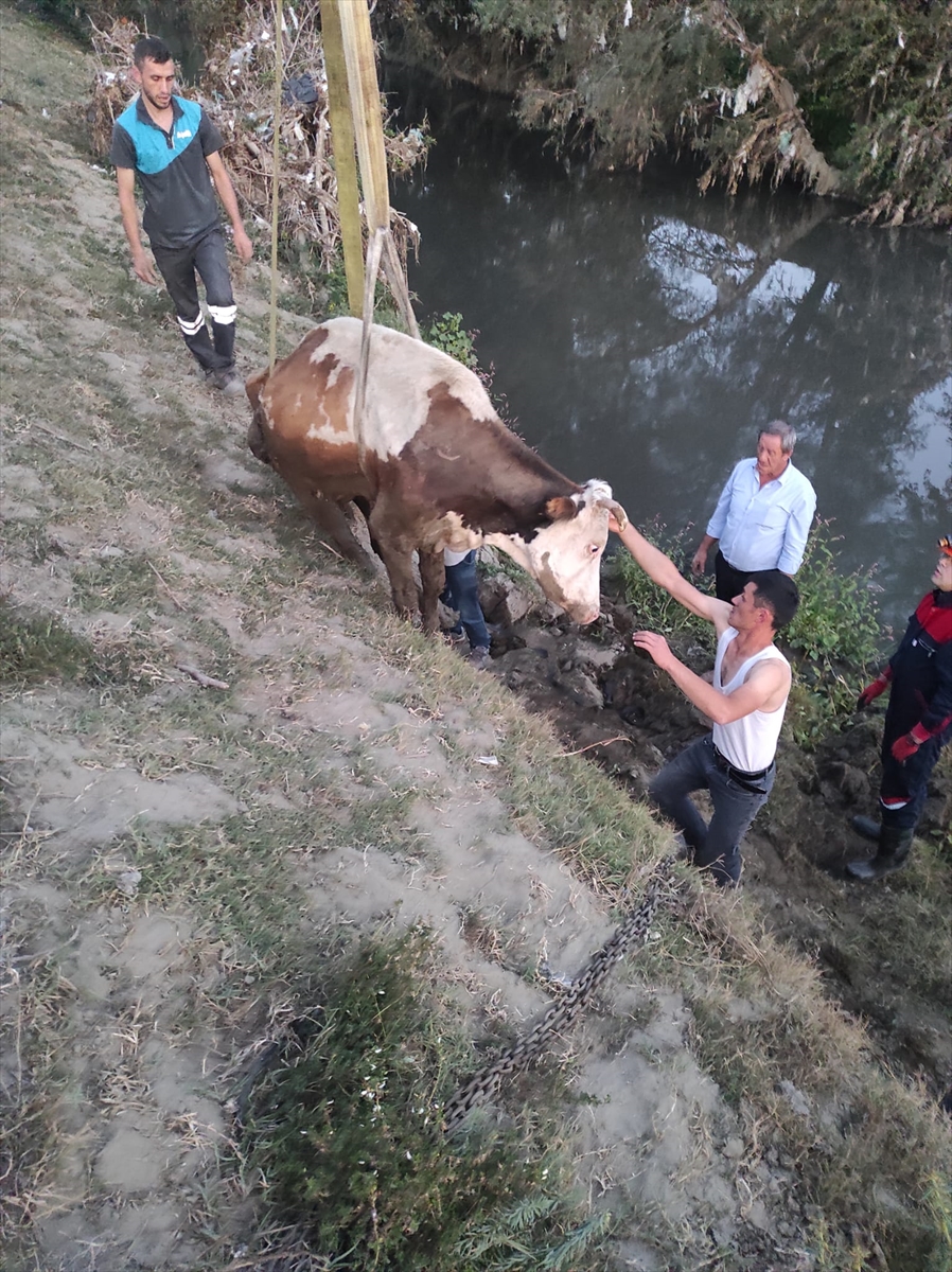 Bolu’da dereye düşen inek vinçle kurtarıldı