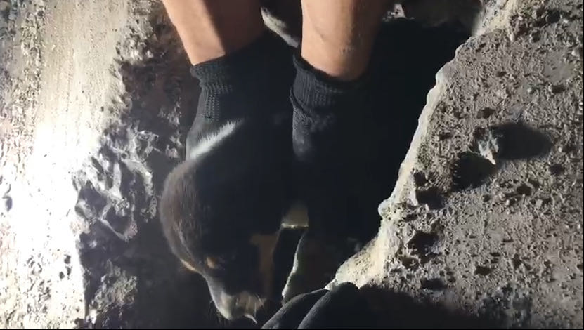 Bolu’da kanalizasyon borusunda mahsur kalan köpek yavrusu kurtarıldı