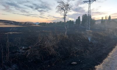 Çorum’da ağaçlık alana sıçrayan anız yangını 100 dönüm alana zarar verdi