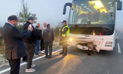 Karabük’te otobüs yola çıkan domuza çarptı
