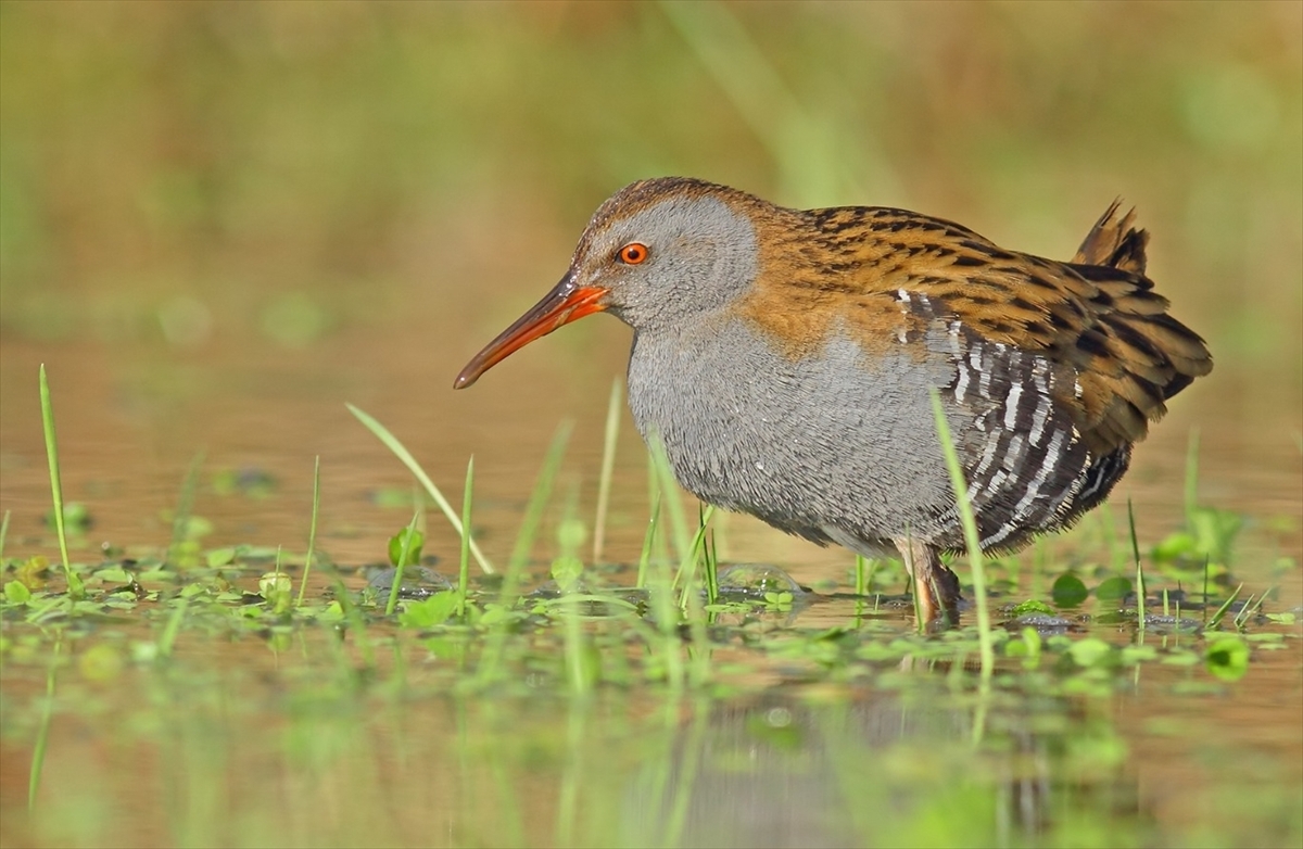 Kızılırmak Deltası Kuş Cenneti’ni yaz döneminde 50 binden fazla ziyaretçi gezdi