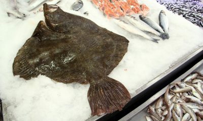Sinop’ta 8,5 kilogram ağırlığındaki kalkan balığı ağlara takıldı