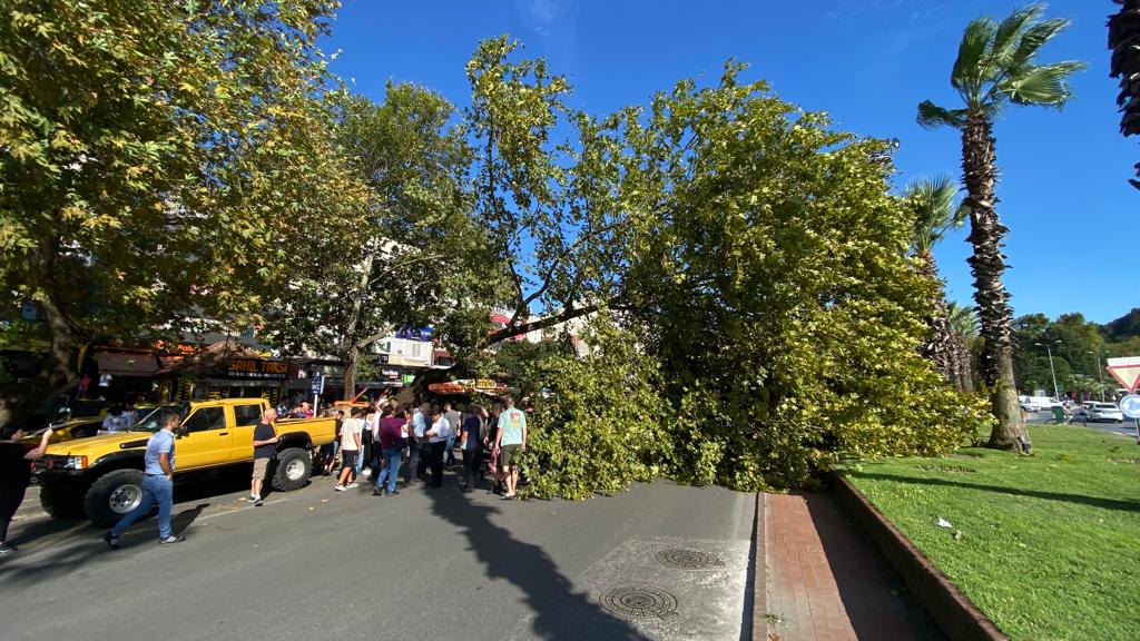 Zonguldak’ta devrilen ağaç park halindeki otomobile zarar verdi