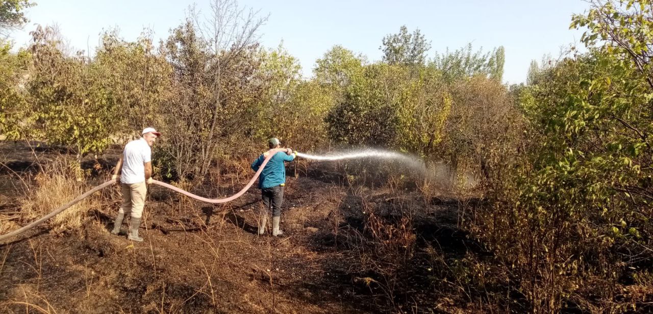 Çorum’da çıkan yangında 2 dekar ceviz bahçesi zarar gördü