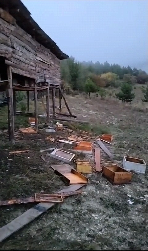 Kastamonu’da köye inen ayılar arı kovanlarına zarar verdi