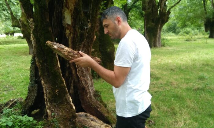 Ağaç zararlısı böcek türlerinden “Plumilus grandicollis” Türkiye’de ilk kez Sakarya’da görüldü