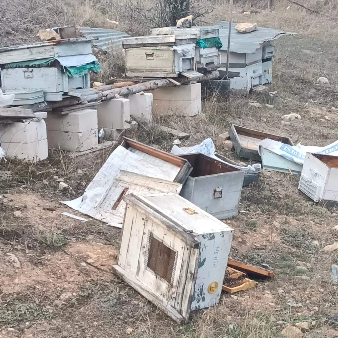 Karabük’te ayılar arı kovanlarına zarar verdi