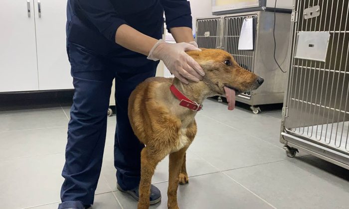 Zonguldak’ta ölmek üzereyken bulunan “Mucize” köpek, çene ameliyatlarıyla hayata tutundu