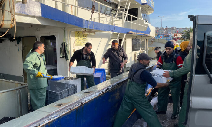 Düzce ve Zonguldak’ta balıkçılar kasalar dolusu hamsi avladı