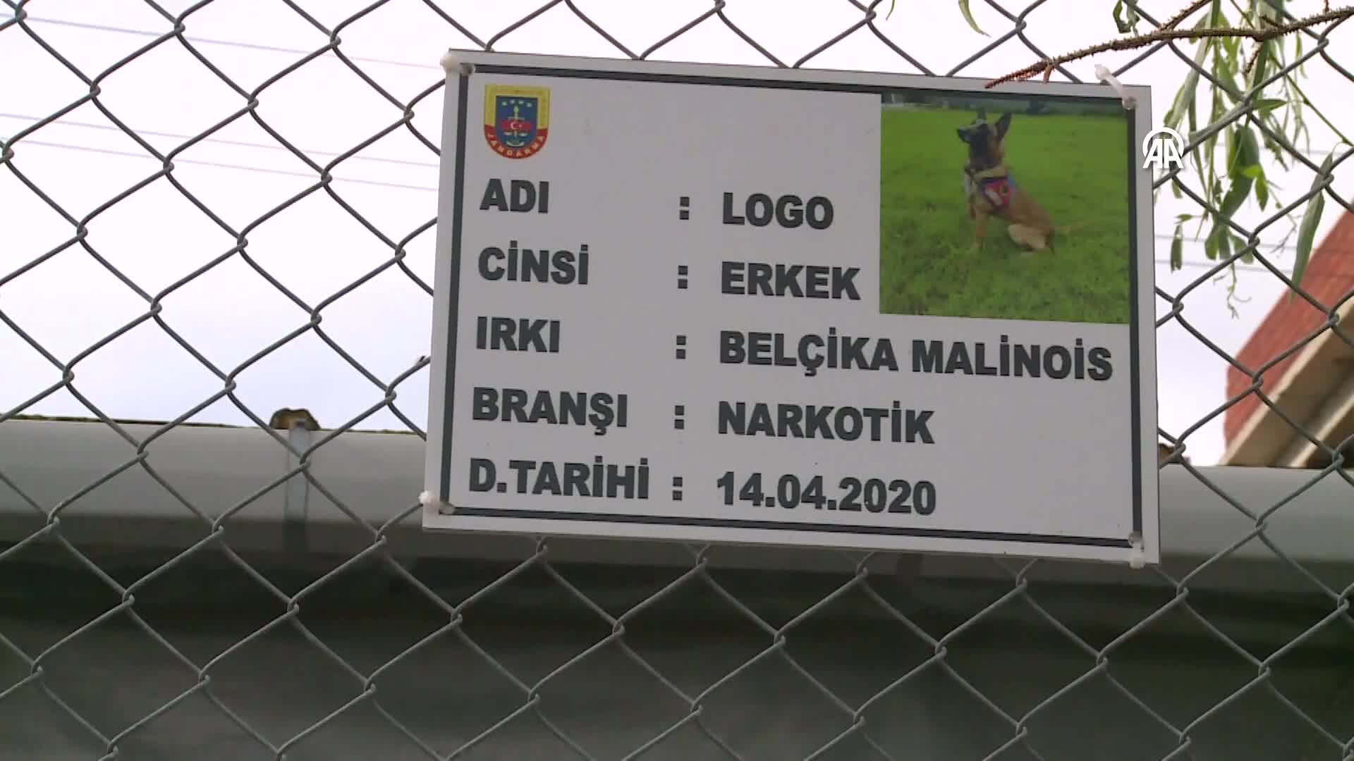 Jandarma köpekleri “Mermi” ve “Logo” başarılarıyla göz dolduruyor
