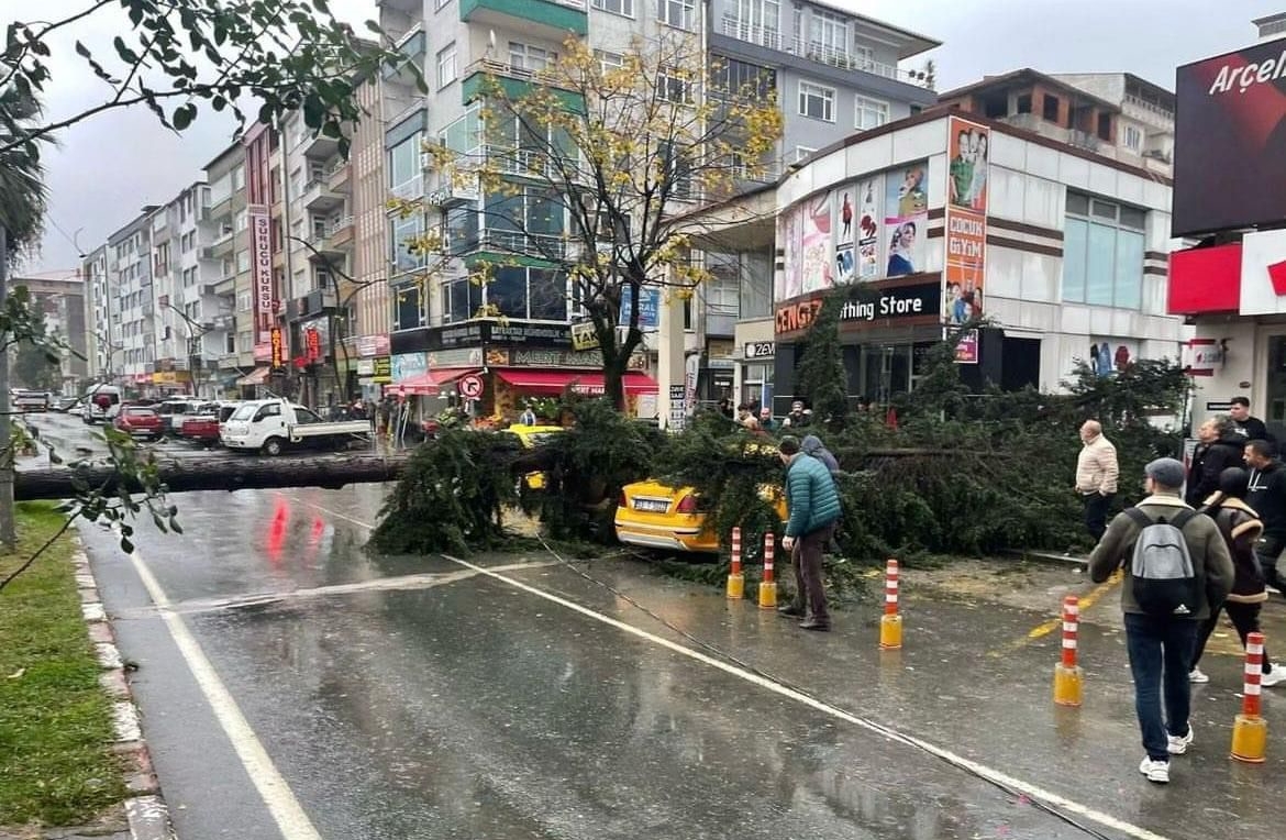 Rize’de şiddetli rüzgarın devirdiği ağaç 2 taksiye zarar verdi
