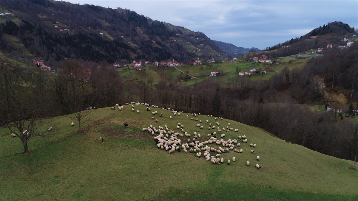 Trabzon’un dik yamaçlarındaki meralarda çobanların mesaisi sürüyor