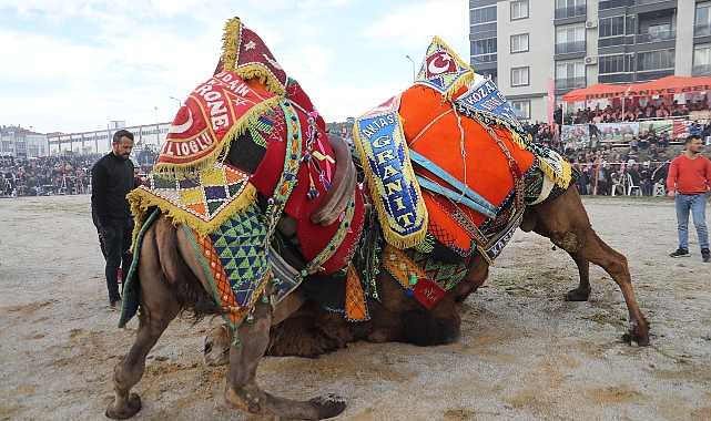 Burhaniye’de zeytin hasat Festivali ve deve güreşleri başlıyor