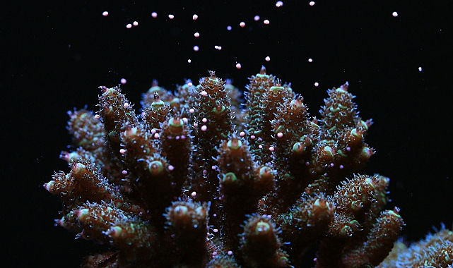 Canon araştırmacılar işbirliği yaparak dünyanın her yerindeki Mercan resiflerinin korunmasına destek oluyor