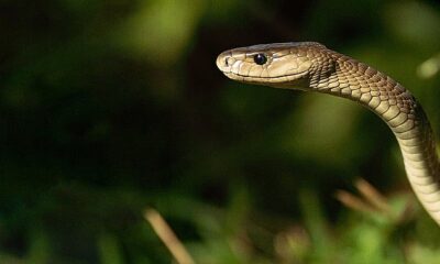 ‘Efsane Yılanlar Özel’ 2 Mart Cumartesi 20.00’de National Geographic WILD Ekranlarında Başlıyor
