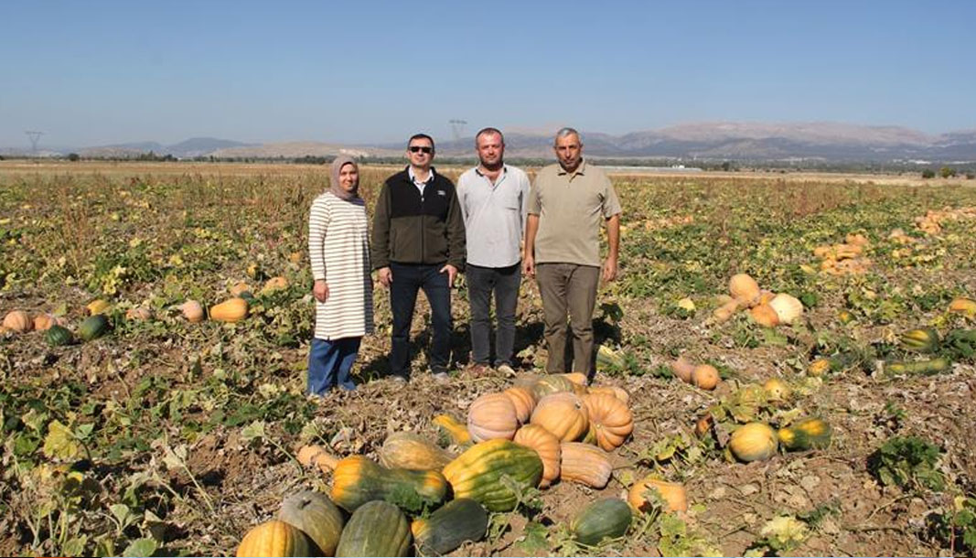 Şarkikaraağaç’ta kabak hasadı başladı