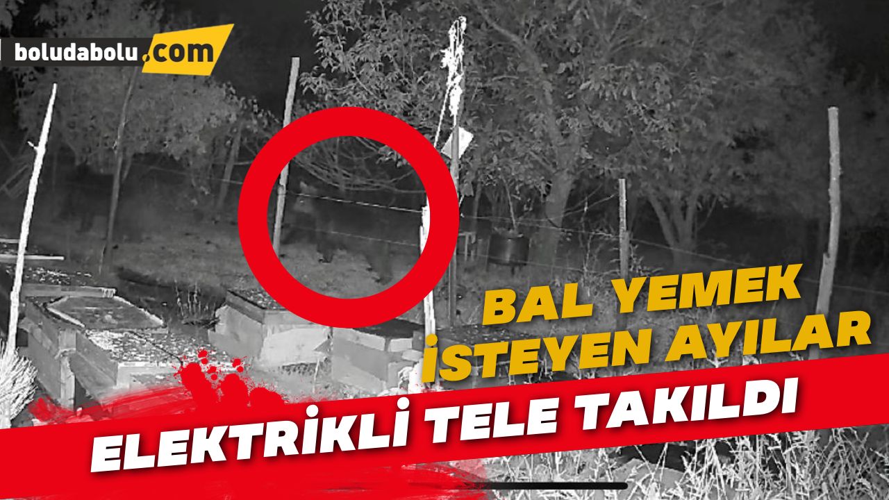 Bal yemek isteyen ayılar elektrikli tele takıldı