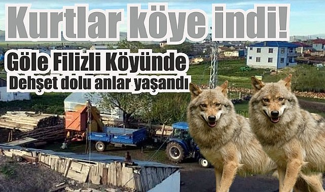 Ardahan’da aç kurtlar köyde dehşet saçtı