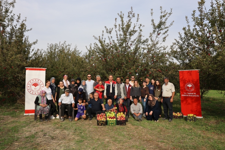 Kars’ta üretilen organik elma hasadı başladı