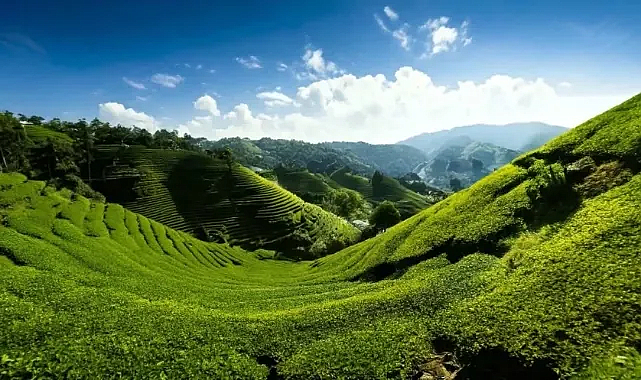 Bitki Örtüsü Heyelana Karşı En Doğal Kalkan