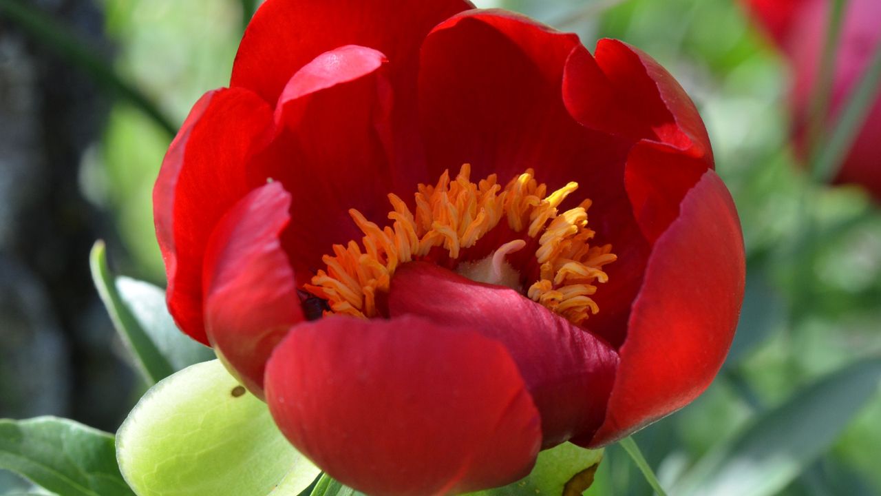 Uşak’ta Ender İtecik Lalesi Açtı: 550 Bin TL Ceza