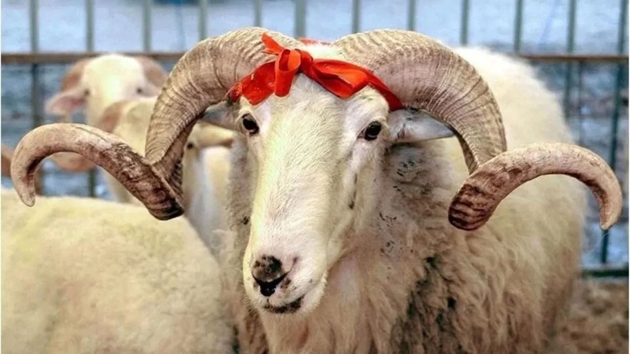 9 Gün Kurban Bayramı Tatili Kararı İçin Ortak Değerlendirme