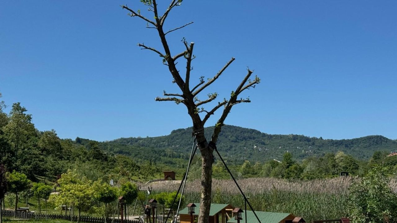 Ordu’da Çınar Ağacı Kurtarıldı, Fatsa’da Hayat Buldu