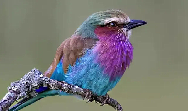 Adalardaki Kuş Türleri İklim Değişikliği ve İstilacı Türlerle Tehdit Altında