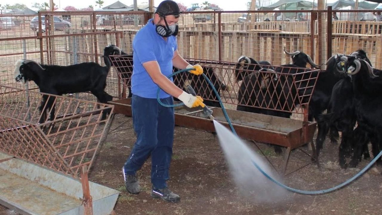 Kumluca Canlı Hayvan Pazarı’nda Karasineklere Karşı Hijyen Mücadelesi