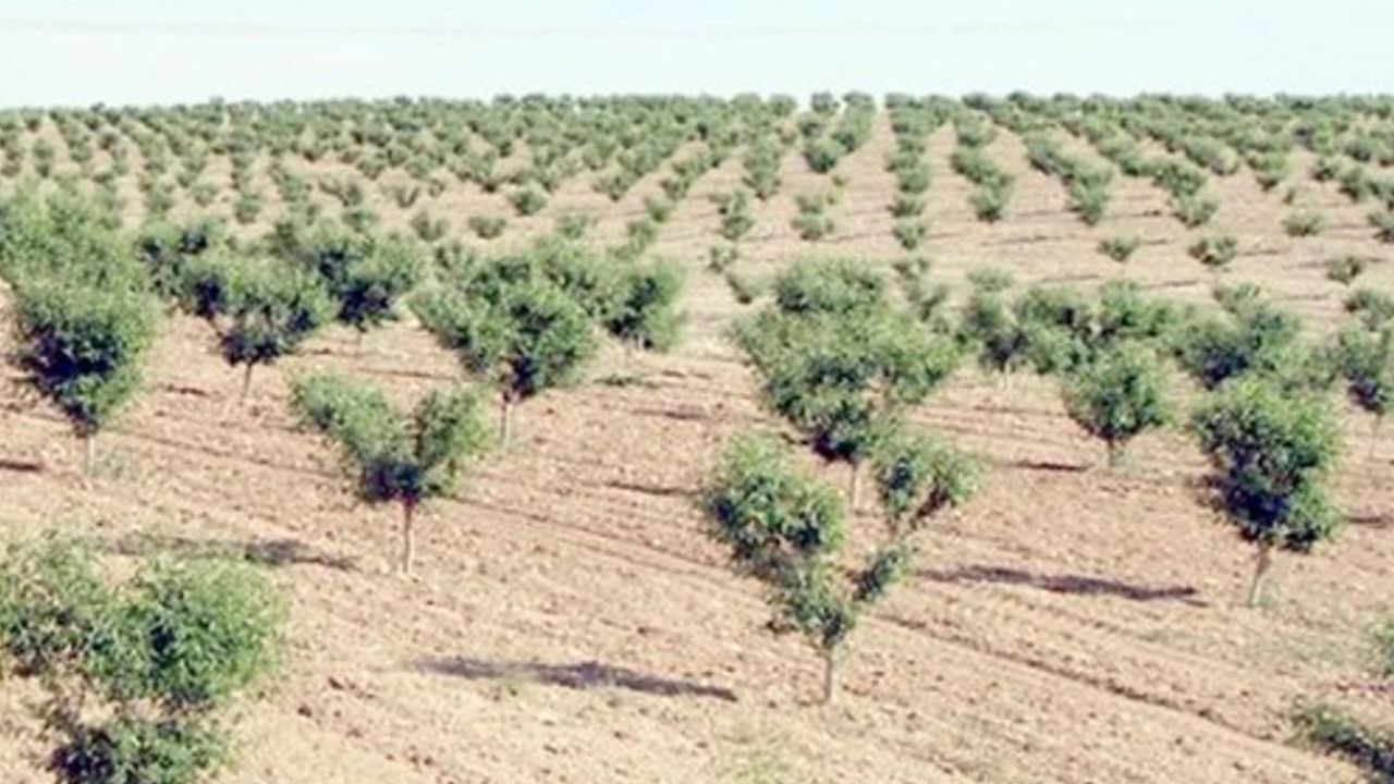 Isparta’da Bakımsızlıktan Kuruyan Ağaçlandırma Sahaları Ormana Devrediliyor