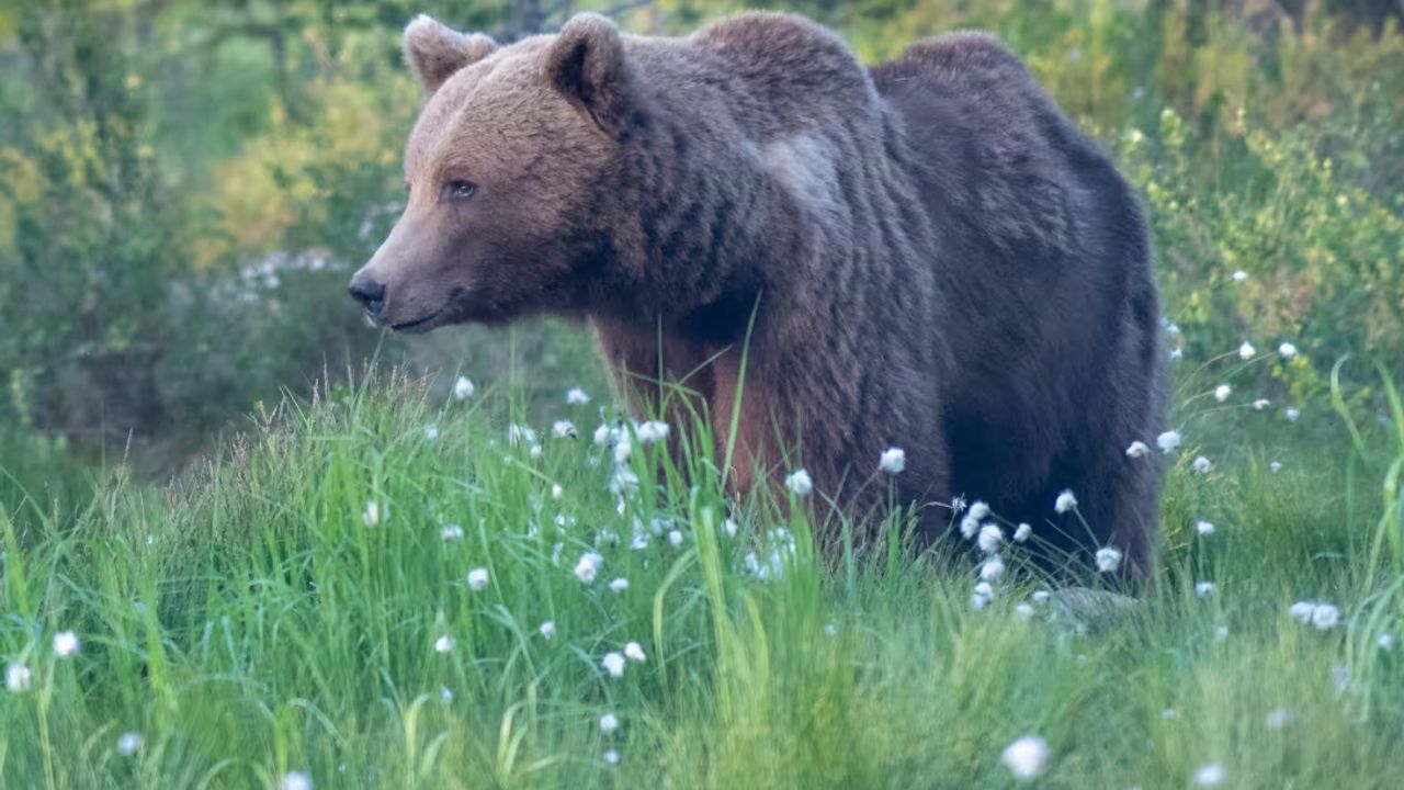 Hakkari’de Ayı Saldırısı: 2 Yaralı, 2 Kayıp