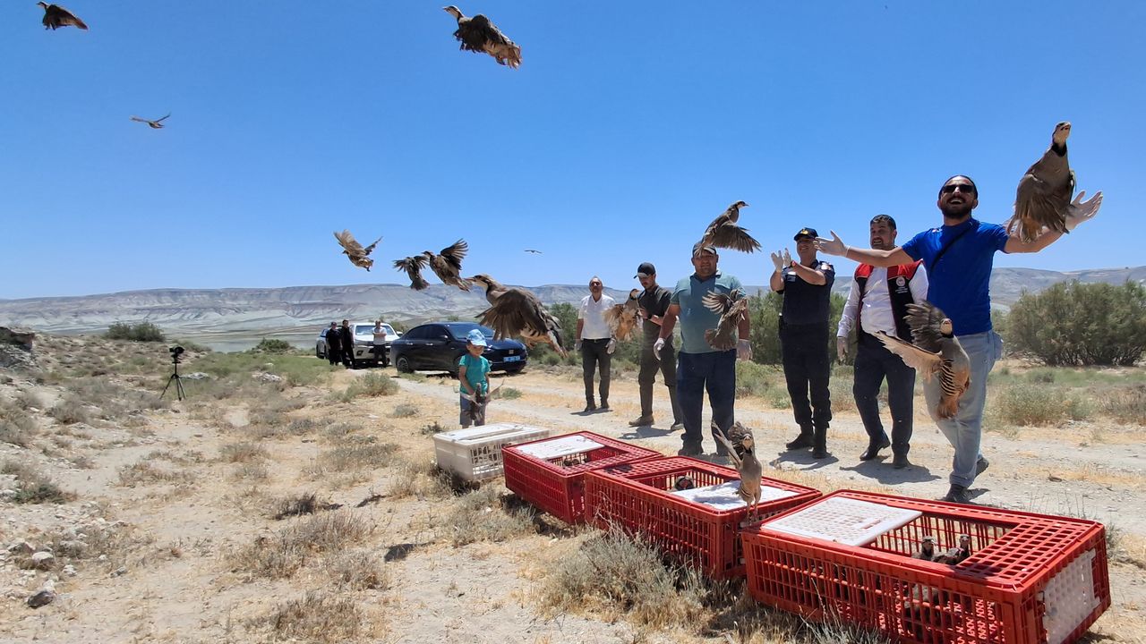 Beypazarı’nda Biyolojik Mücadele İçin 250 Keklik Doğaya Salındı
